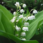 Convallaria white 